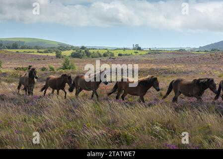 Eine Herde von Ponys weidet auf der Heidelandschaft von Hartland Moor, mit Corfe Castle dahinter. Purbeck Heaths NNNR, Dorset. Stockfoto