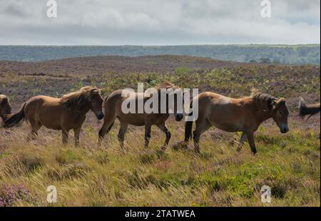 Eine Herde von Ponys weidet auf der Heidelandschaft von Hartland Moor, mit Corfe Castle dahinter. Purbeck Heaths NNNR, Dorset. Stockfoto