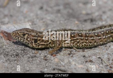 Weibliche Sandechse, Lacerta agilis auf Sandpiste, Hartland Moor, Dorset. Stockfoto