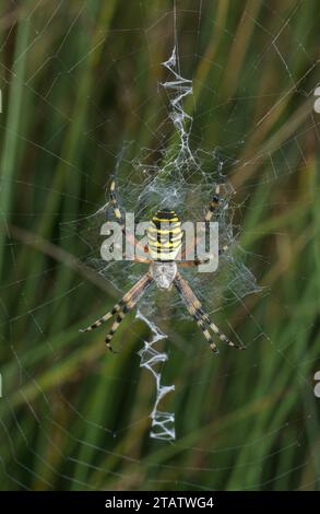 Weibliche Wasp Spinne, Argiope bruennichi, auf ihrem Netz, mit Stabilimenta. Dorset. Stockfoto