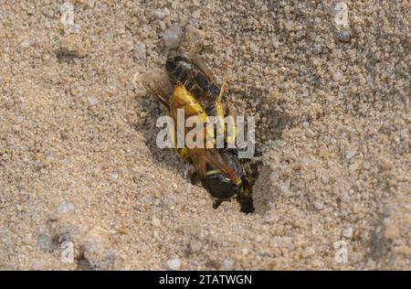 Weiblicher Bienenwolf, Philanthus triangulum, trägt eine Honigbiene ins Nest. Stockfoto