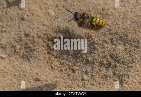 Weiblicher Bienenwolf, Philanthus triangulum, trägt eine Honigbiene ins Nest. Stockfoto