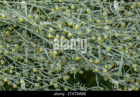 Wermut, Artemisia absinthium, in Blüte. Spätsommer. Stockfoto