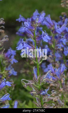 Blaue Kardinalblume, Lobelia siphilitica, in Blüte. Nordamerika. Stockfoto