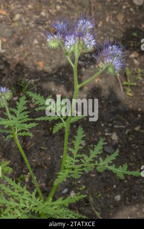 Lacy phacelia, Phacelia tanacetifolia, in Blüte; Südwesten der USA, weit verbreitet anderswo. Stockfoto