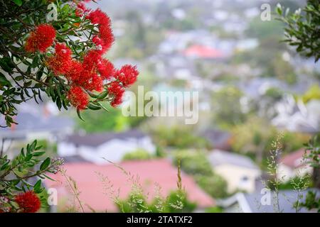 Pohutukawa Bäume in voller Blüte im Sommer, Neuseeland Weihnachtsbaum. Nicht erkennbare Häuser im Hintergrund. Auckland. Stockfoto