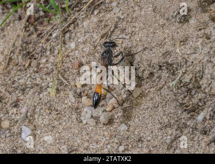 Red Banded Sand Wasp, Ammophila Sabulosa auf Heideflächen, Dorset. Stockfoto