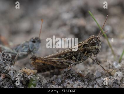 Heath Grasshopper, Chorthippus Vagans auf sandiger Heide, Dorset. Weiblich vorne, männlich jenseits. Stockfoto
