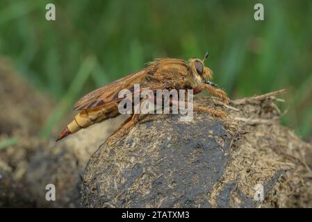 Hornet robberfly, Asilus crabroniformis, auf Pony-Dung in grasbewachsenen Heide, Dorset. Stockfoto