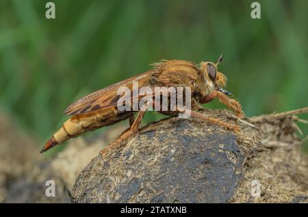 Hornet robberfly, Asilus crabroniformis, auf Pony-Dung in grasbewachsenen Heide, Dorset. Stockfoto