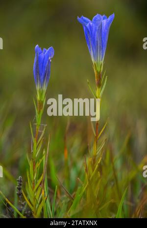 Marsh Gentian, Gentiana pneumonanthe, im Herbst auf feuchter Heide, Dorset. Stockfoto