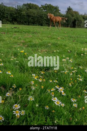 Chamomile, Chamaemelum nobile, wächst auf einem New Forest Rasen, der von Ponys und Schafen beweidet wird, Cadnam, Hants. Stockfoto