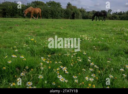 Chamomile, Chamaemelum nobile, wächst auf einem New Forest Rasen, der von Ponys und Schafen beweidet wird, Cadnam, Hants. Stockfoto