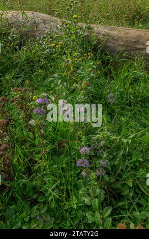 Zwei New Forest Raritäten von Weidegemeinen: Small Fleabane, Pulicaria vulgaris und Pennyroyal, Mentha pulegium in Blume zusammen bei Cadnam Common, Ha Stockfoto