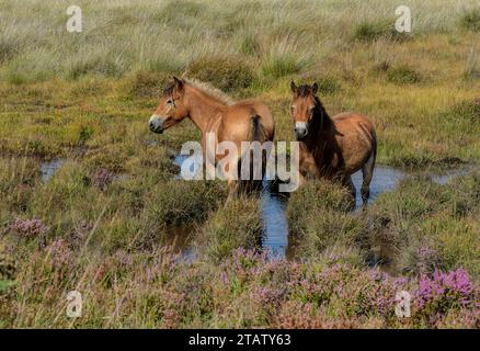 Ponys auf Hartland Moor NNR, Purbeck, weidende Moorvegetation. Dorset. Stockfoto