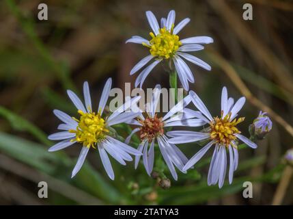 Seaster, Tripolium pannonicum, (Aster tripolium), in Blüte im Salzmarsch im Herbst. Hafen Von Poole. Stockfoto