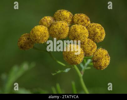 Tansy, Tanacetum vulgare - Nahaufnahme von Blumenhaufen. Stockfoto