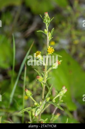 Stinkender fleabane, Dittrichia graveolens, in Blume am Straßenrand. Eingebürgert und verbreitet. Stockfoto