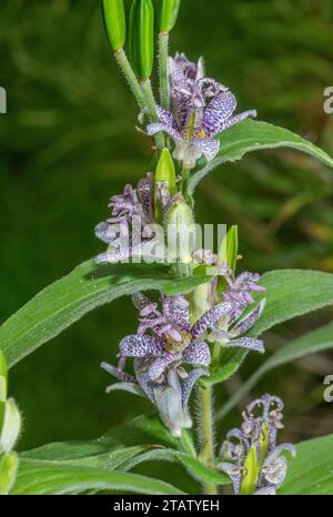 Japanische Krötenlilie, Tricyrtis hirta, in Blume im Garten, aus Japan. Stockfoto