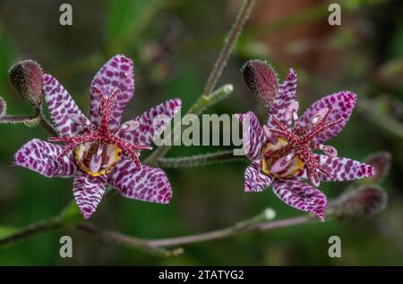 Japanische Krötenlilie, Tricyrtis hirta, in Blume im Garten, aus Japan. Stockfoto