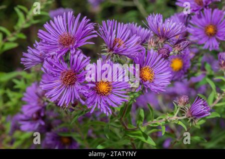 Michaelmas Gänseblümchen, Symphyotrichum novae-angliae, in Blüte im Herbst. Stockfoto