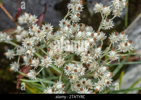 Perlmutt ewig, Anaphalis margaritacea, in Blüte, aus den USA. Stockfoto