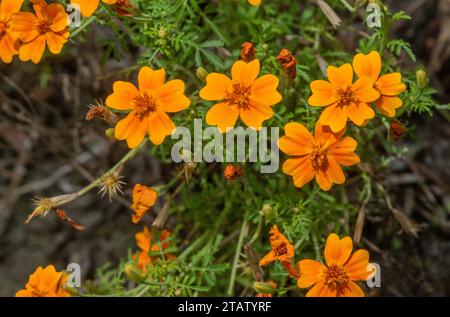 Goldene Ringelblume, Tagetes tenuifolia, in Blume im Garten. Aus Mexiko. Stockfoto