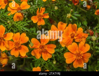 Goldene Ringelblume, Tagetes tenuifolia, in Blume im Garten. Aus Mexiko. Stockfoto