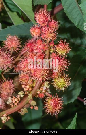 Rizinusölpflanze, Ricinus communis in Blüte. Stockfoto