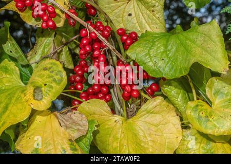 Reife Beeren und Herbstblätter von Black Bryony, Dioscorea communis, in der Hecke, Stockfoto