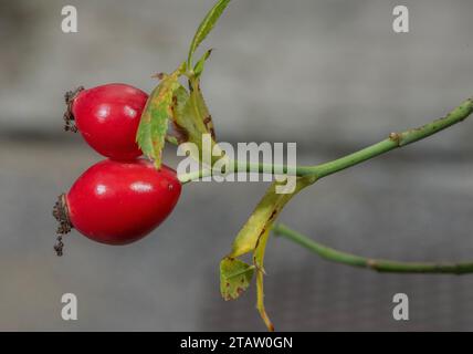 Hüften der Hundelrose, Rosa canina im Herbst. Stockfoto