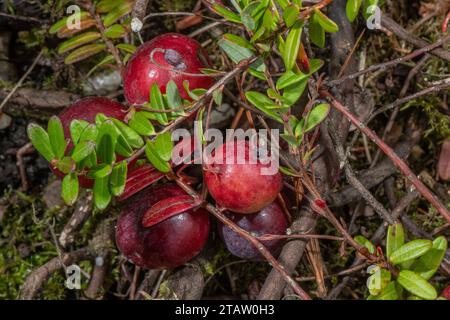 Amerikanische Preiselbeere, Vaccinium macrocarpon, in Moorfrucht. Nordamerikanische Arten. Stockfoto