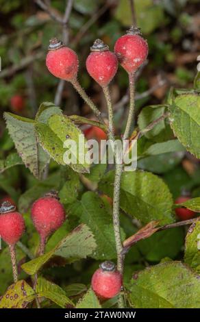 Gallische Rose, Rosa Gallica Hüften im Herbst. Stockfoto