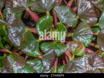 Wasserkastanie, Trapa Natans, Rosette im flachen Wasser, Herbst. Stockfoto