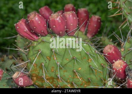 Östliche Feigenbirne, Opuntia humifusa in Frucht im Herbst. Süd-USA und Mexiko. Stockfoto