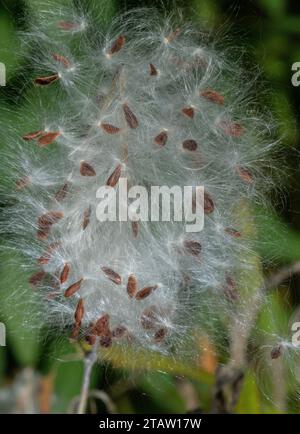 Samen und Früchte des tropischen Milchgrases Asclepias curassavica im Herbst; aus Südamerika. Stockfoto