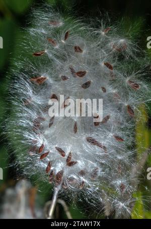 Samen und Früchte des tropischen Milchgrases Asclepias curassavica im Herbst; aus Südamerika. Stockfoto