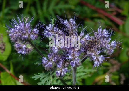 Blüten von Lacy phacelia, Phacelia tanacetifolia, im Spätsommer. USA Stockfoto