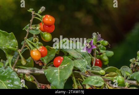 Chinesische Wolfsbeere oder Duke of Argyll's Teebaum, Lycium barbarum, in Blumen und Früchten. Aus China, obwohl weit eingebürgert. Stockfoto