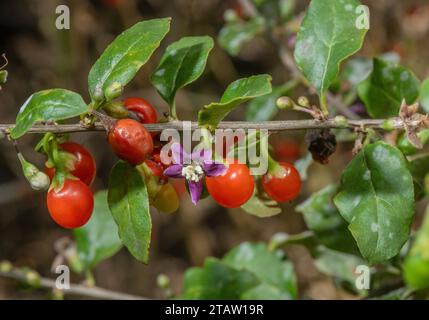 Chinesische Wolfsbeere oder Duke of Argyll's Teebaum, Lycium barbarum, in Blumen und Früchten. Aus China, obwohl weit eingebürgert. Stockfoto