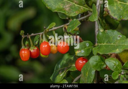 Chinesische Wolfsbeere oder Duke of Argyll's Teebaum, Lycium barbarum, in Blumen und Früchten. Aus China, obwohl weit eingebürgert. Stockfoto