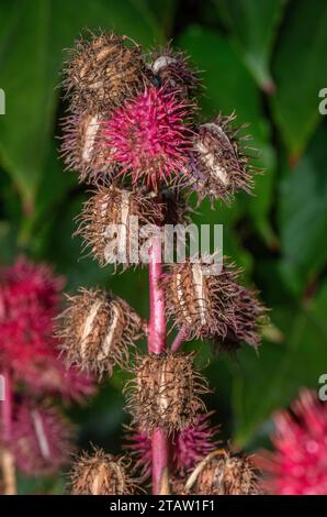 Rizinusölpflanze, Ricinus communis in Früchten. Stockfoto
