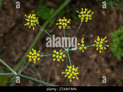 Fenchel, Foeniculum vulgare Blüten. Ein weit verbreitetes Zierpflanzen- und kulinarisches Kraut. Stockfoto