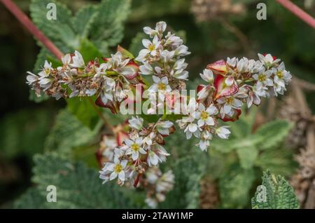 Buchweizen, Fagopyrum esculentum, in Blüte; weithin als glutenfreie Getreidealternative angebaut. Stockfoto