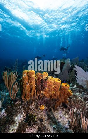 Eine wunderschöne unterwasseraussicht mit Korallen, Schwämmen und Meeresfans in Grand Cayman. Taucher im Hintergrund genießen hervorragende Sicht. Stockfoto
