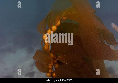 Riesentang (Macrocystis pyrifera) in einem Kelp Forest in der Nähe von Dana Point, Kalifornien. Stockfoto