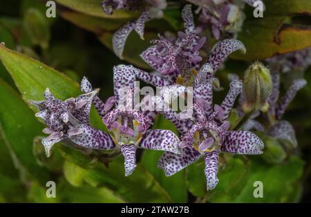 Japanische Krötenlilie, Tricyrtis hirta, in Blume im Garten, aus Japan. Stockfoto