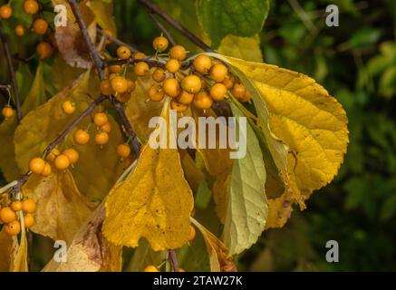 Orientalische Bittersüsse, Celastrus orbiculatus, in Früchten, mit Herbstfarbe. China Stockfoto
