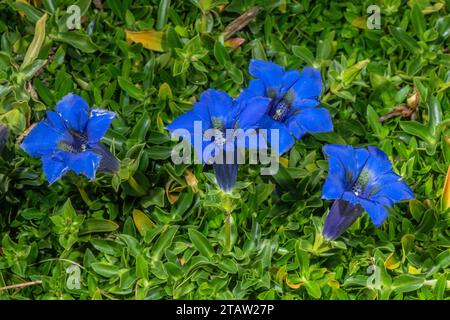 Stammlose Enzianer, Gentiana acaulis, in der Blüte der Alpen. Stockfoto