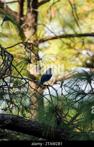 Blaue Pfeifdrossel oder Myophonus caeruleus Vogel hoch oben auf Kiefern in den Ausläufern des himalaya uttarakhand indien asien Stockfoto